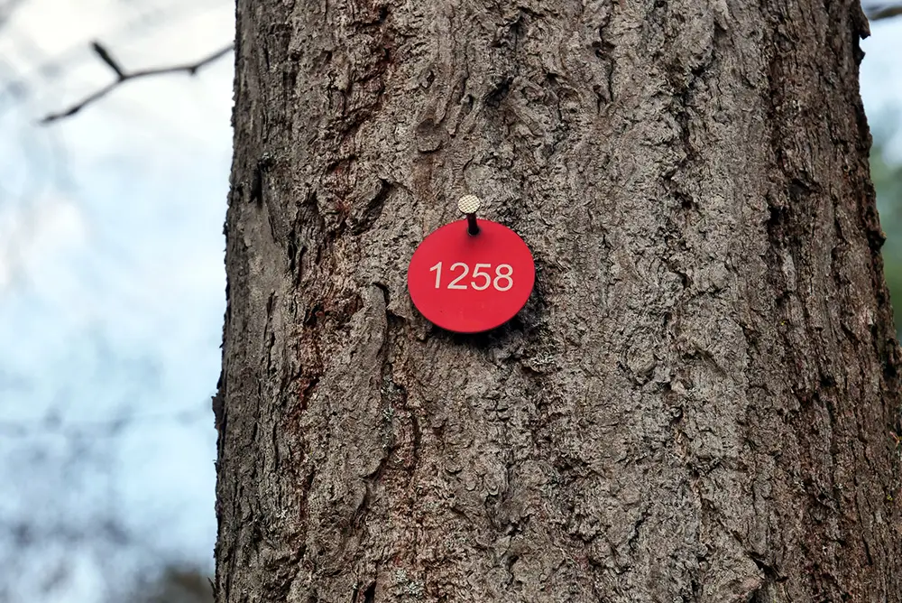Rote nummerierte Baumkataster-Plakette an einem Baumstamm